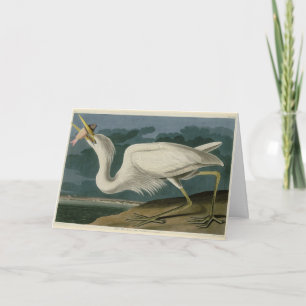 Great White Heron, from Audubon's Birds of America Card