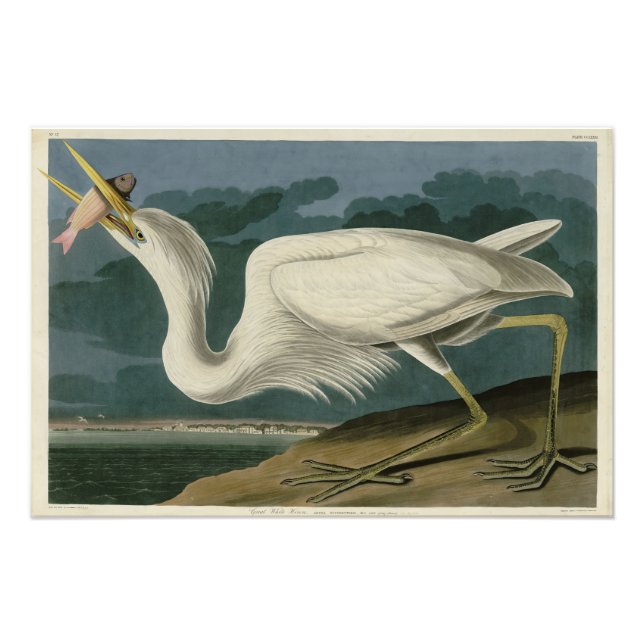 Great White Heron, from Audubon's Birds of America Photo Print (Front)