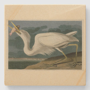 Great White Heron, from Audubon's Birds of America Stone Coaster