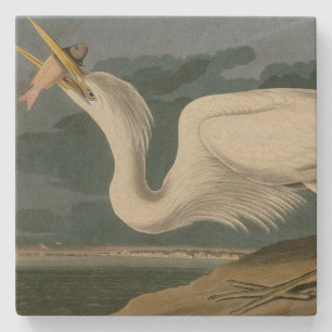 Great White Heron, from Audubon's Birds of America Stone Coaster