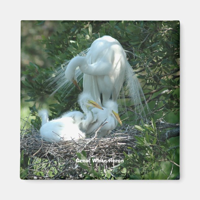 Great White Heron Magnet (Front)