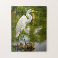 Great White Heron on a Log Animal Photography