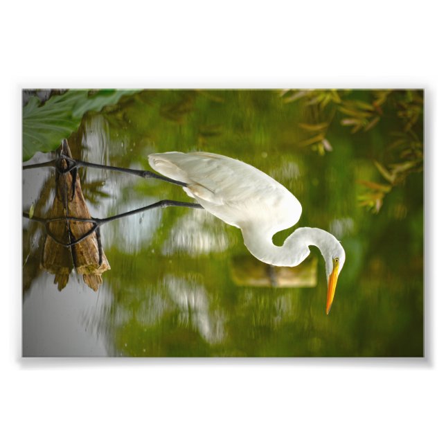 Great White Heron on a Log Photograph (Front)