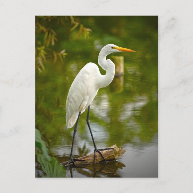 Great White Heron on a Log Photograph Postcard (Front)
