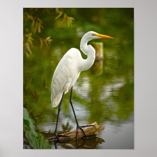 Great White Heron on a Log Photograph Poster (Front)