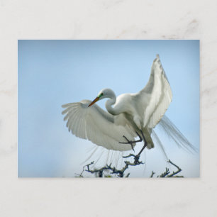 Great White Heron Photograph Postcard