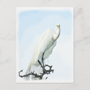 Great White Heron Portrait Postcard