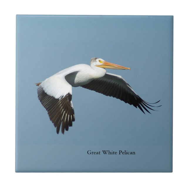 Great white Pelican sky tile (Front)