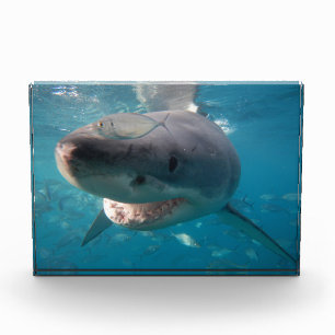 Great White Shark Australia Photo Block