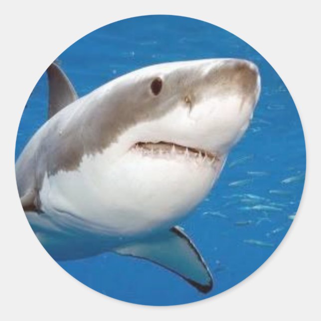 Great White Shark Classic Round Sticker (Front)