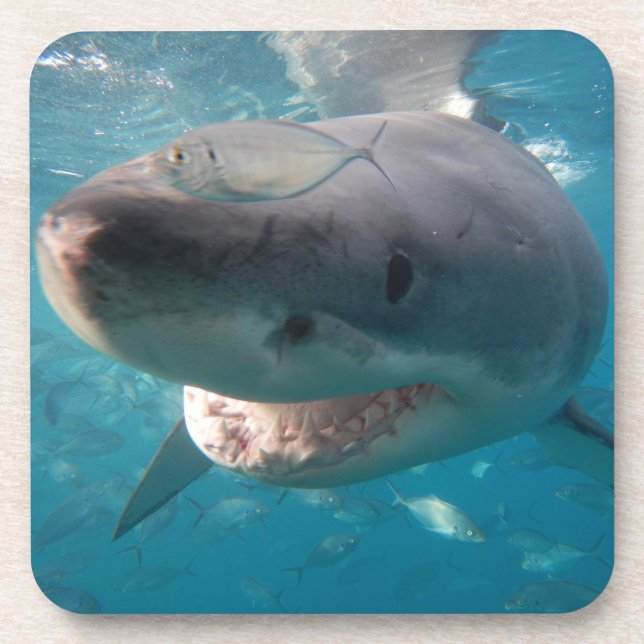 Great White Shark Close-up Photo Coaster (Front)