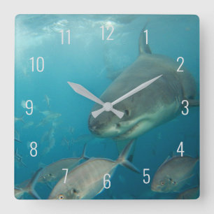 Great White Shark Close Up Underwater Australia Square Wall Clock