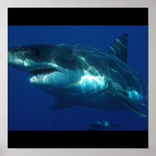 Great White Shark Fish Water Surfer Swim Fin Grey Poster