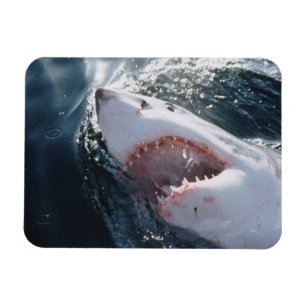 Great White Shark on sea Magnet