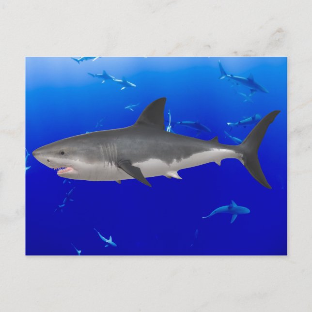 Great White Shark Postcard (Front)