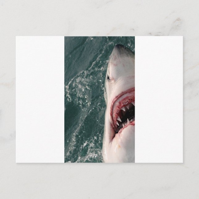 Great white shark postcard (Front)