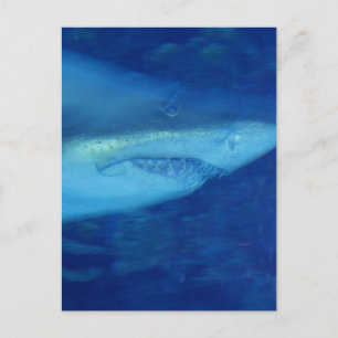 Great White Shark Postcard