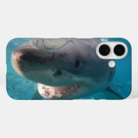 Great White Shark Smile Teeth Portrait Australia