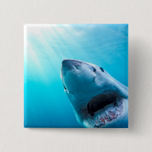 Great White Shark   South Africa 15 Cm Square Badge
