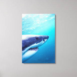 Great White Shark   South Africa Canvas Print