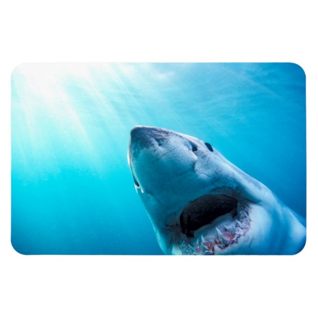 Great White Shark | South Africa Magnet (Horizontal)
