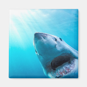 Great White Shark   South Africa Magnet