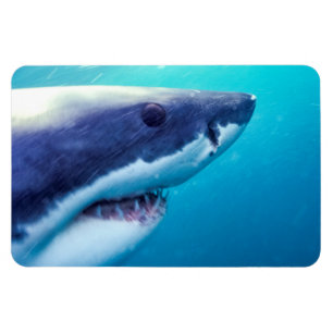 Great White Shark   South Africa Magnet