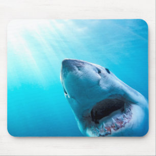 Great White Shark South Africa Mouse Pad