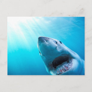 Great White Shark South Africa Postcard