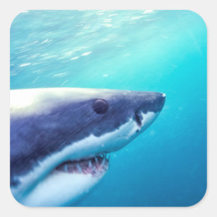 Great White Shark   South Africa Square Sticker
