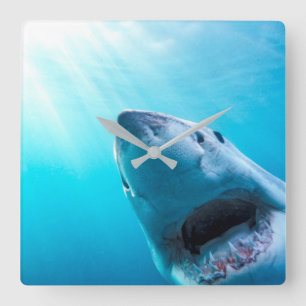 Great White Shark South Africa Square Wall Clock