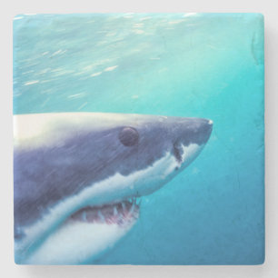 Great White Shark South Africa Stone Coaster