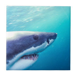 Great White Shark South Africa Tile