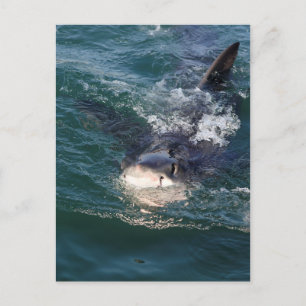 Great white shark spy hopping postcard