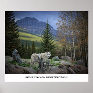 Great Wolf of the Rocky Mountains Poster