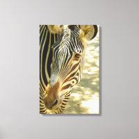 Great Zebra Wrapped Canvas!