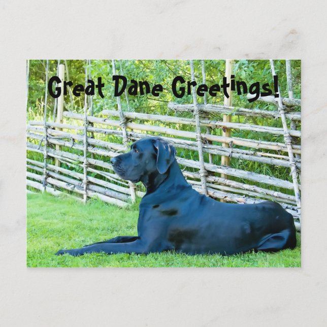 GreatDaneGreetingsPostcard Postcard (Front)