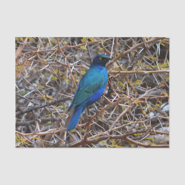 Greater Blue Eared Starling Tissue Paper (Front)