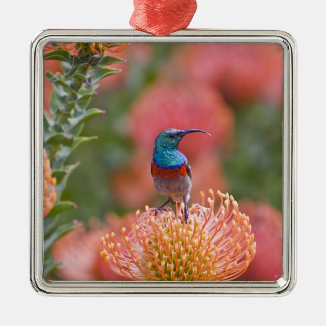 Greater Double-collared Sunbird Metal Tree Decoration (Front)