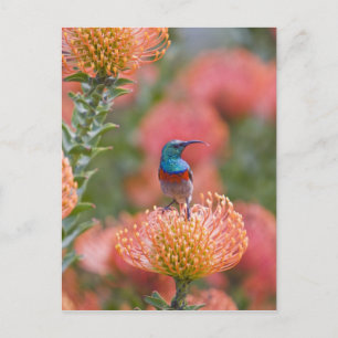 Greater Double-collared Sunbird Postcard