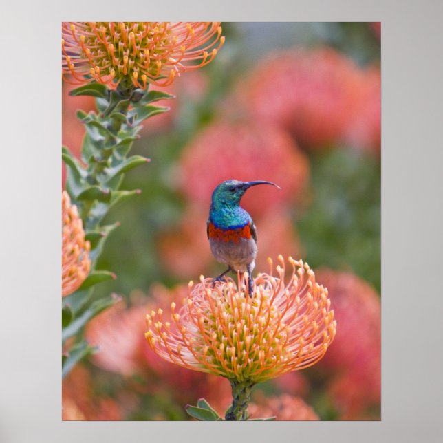 Greater Double-collared Sunbird Poster (Front)