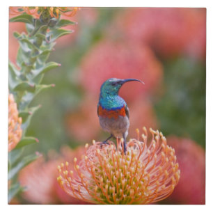 Greater Double-collared Sunbird Tile