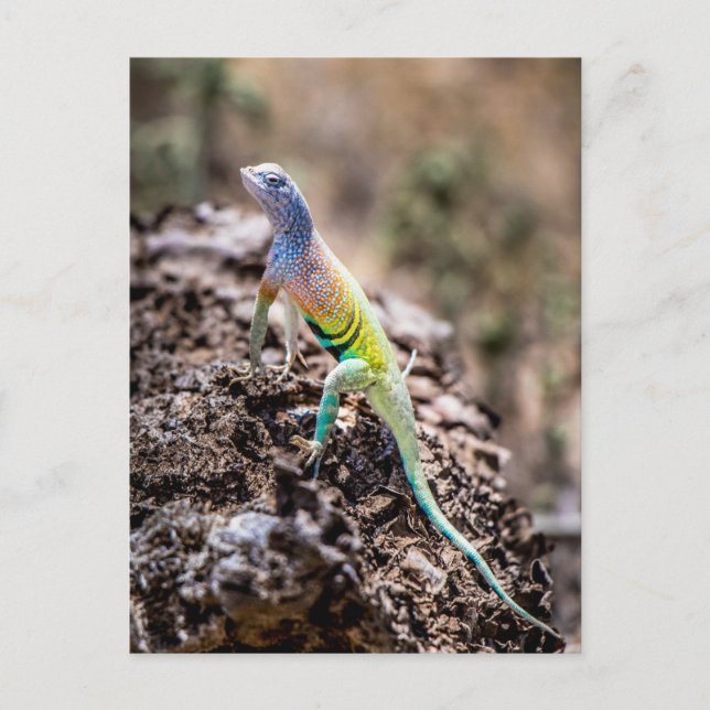 Greater Earless Lizard Postcard (Front)