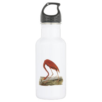 Greater Flamingo by Audubon 532 Ml Water Bottle