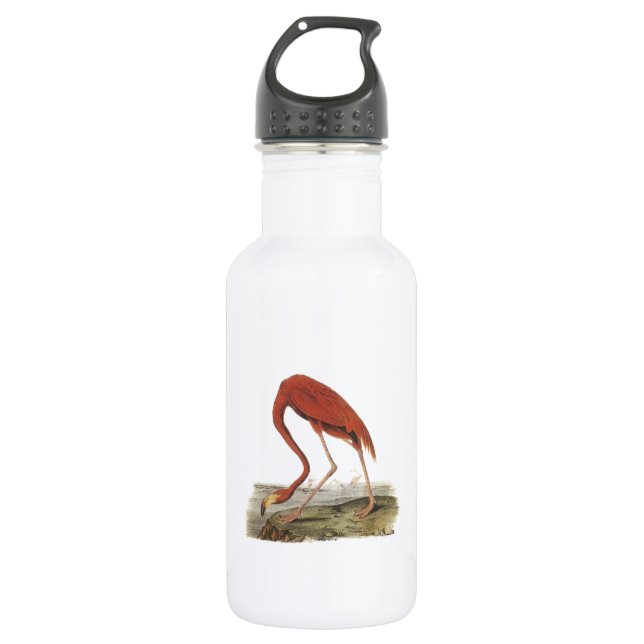 Greater Flamingo by Audubon 532 Ml Water Bottle (Front)