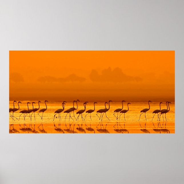 Greater Flamingo ( Phoenicopterus roseus) walking  Poster (Front)