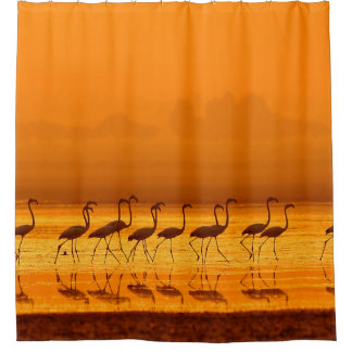 Greater Flamingo ( Phoenicopterus roseus) walking  Shower Curtain