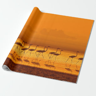 Greater Flamingo ( Phoenicopterus roseus) walking Wrapping Paper