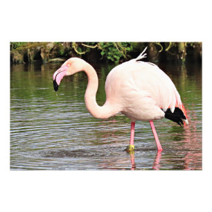 Greater Flamingo Photographic Print