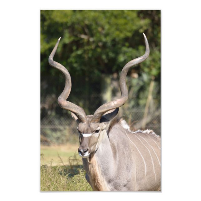 Greater Kudu Photo Print (Front)